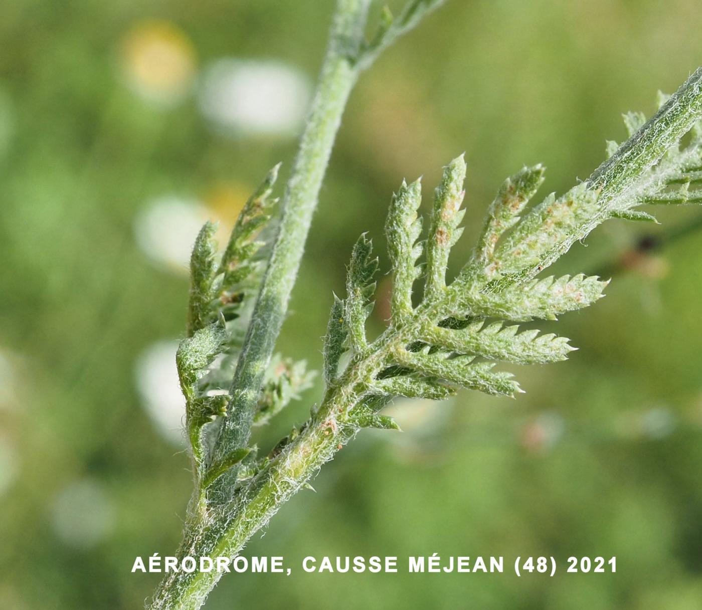 Chamomile, False leaf